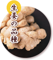 生姜の品種