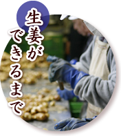 生姜が出来るまで